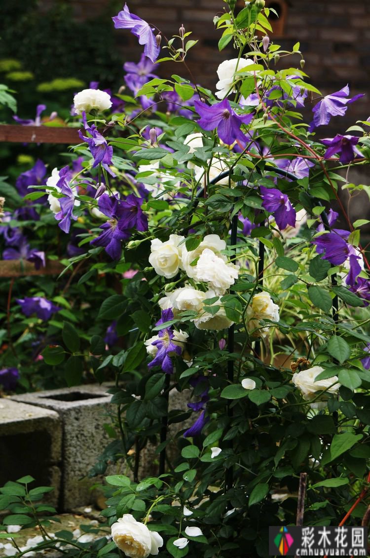 这个10 ㎡的破旧院落,经过4年的花园改造,如今开满了鲜花,太美了。