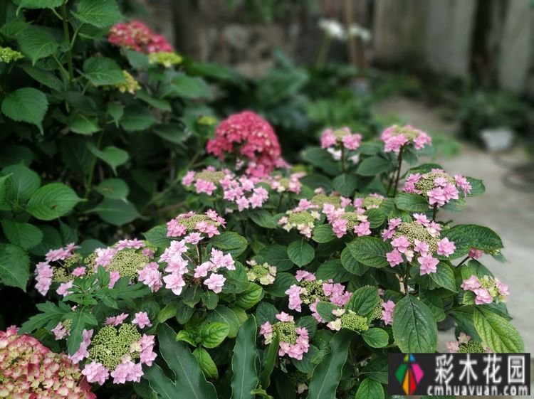 这个10 ㎡的破旧院落,经过4年的花园改造,如今开满了鲜花,太美了。