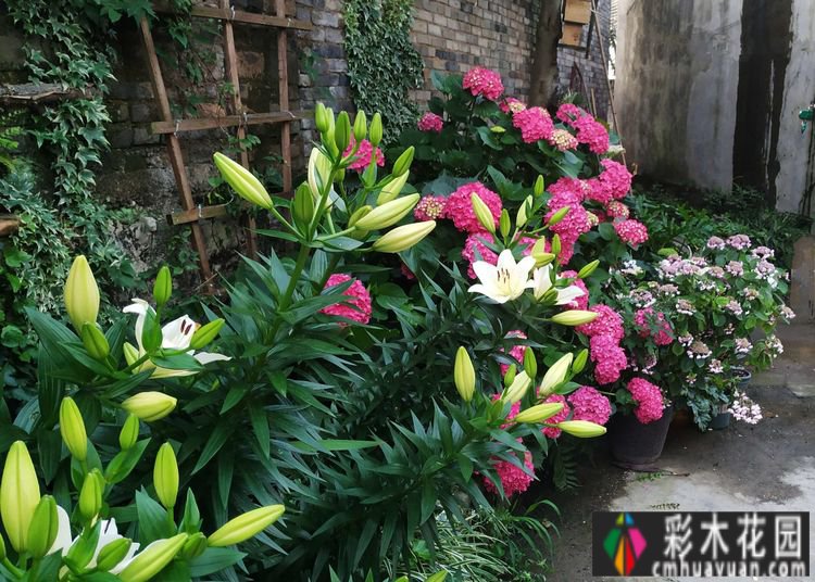 这个10 ㎡的破旧院落,经过4年的花园改造,如今开满了鲜花,太美了。