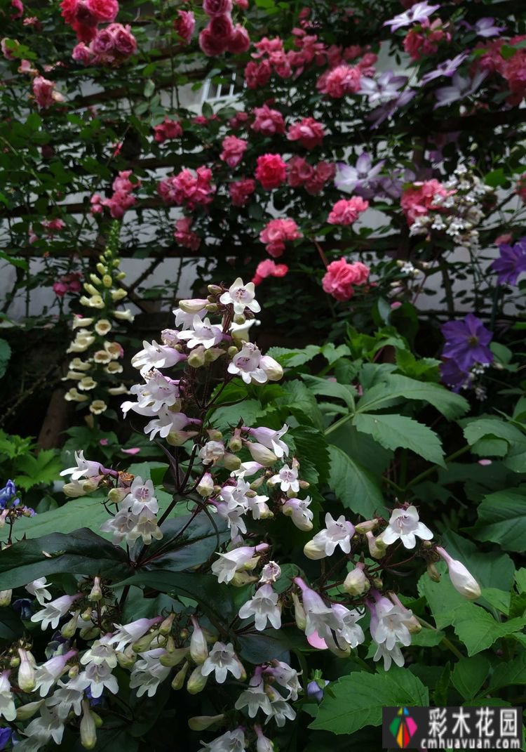 这个10 ㎡的破旧院落,经过4年的花园改造,如今开满了鲜花,太美了。