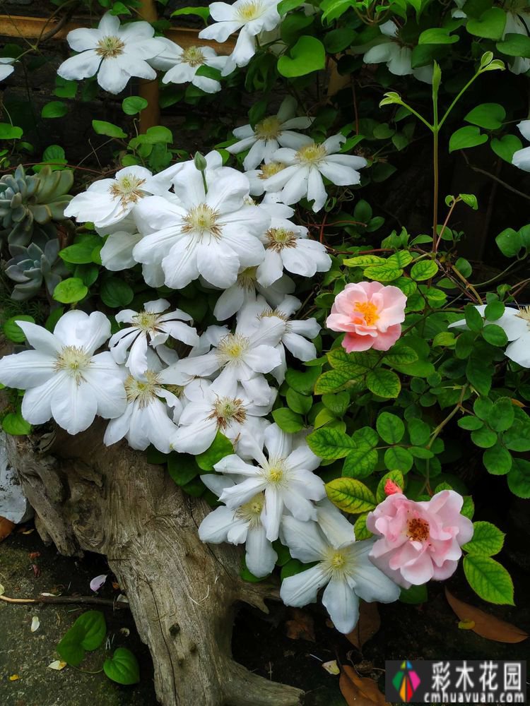 这个10 ㎡的破旧院落,经过4年的花园改造,如今开满了鲜花,太美了。