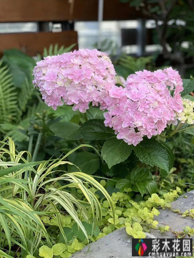 这个10 ㎡的破旧院落,经过4年的花园改造,如今开满了鲜花,太美了。