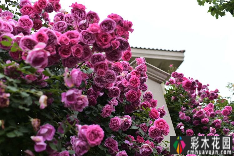 7年前买了一套270㎡的别墅庭院，现在是一年四季花开的网红花园。