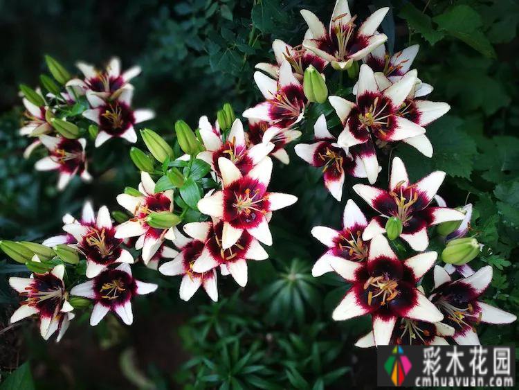 7年前买了一套270㎡的别墅庭院，现在是一年四季花开的网红花园。