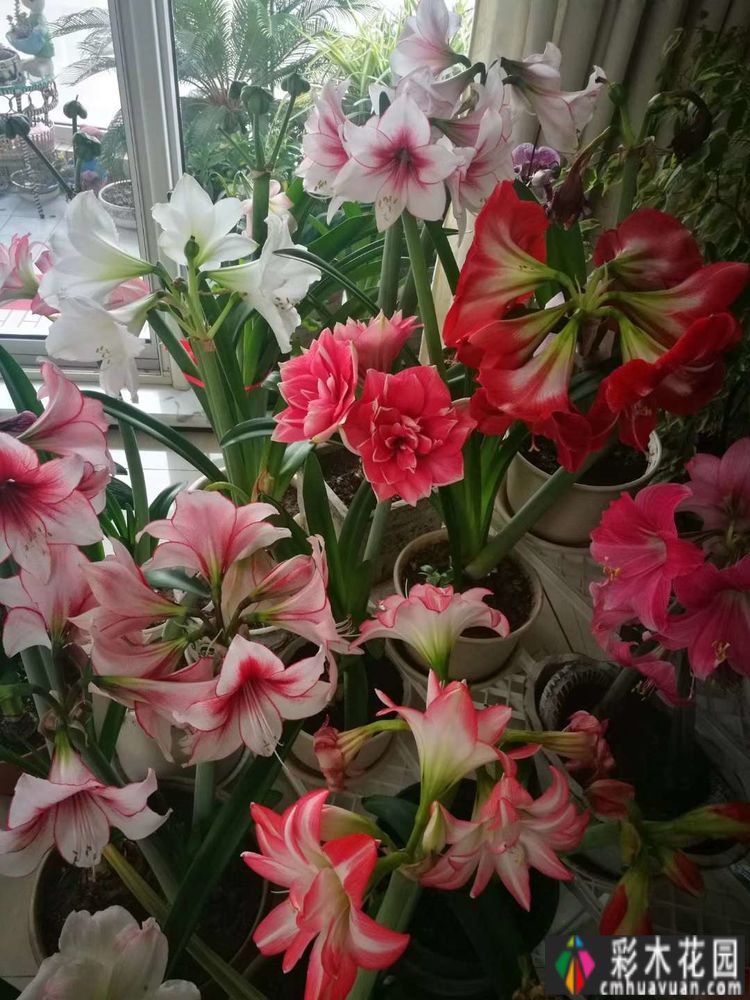 7年前买了一套270㎡的别墅庭院，现在是一年四季花开的网红花园。