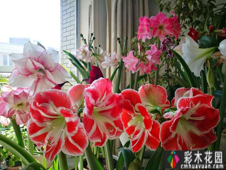 7年前买了一套270㎡的别墅庭院，现在是一年四季花开的网红花园。