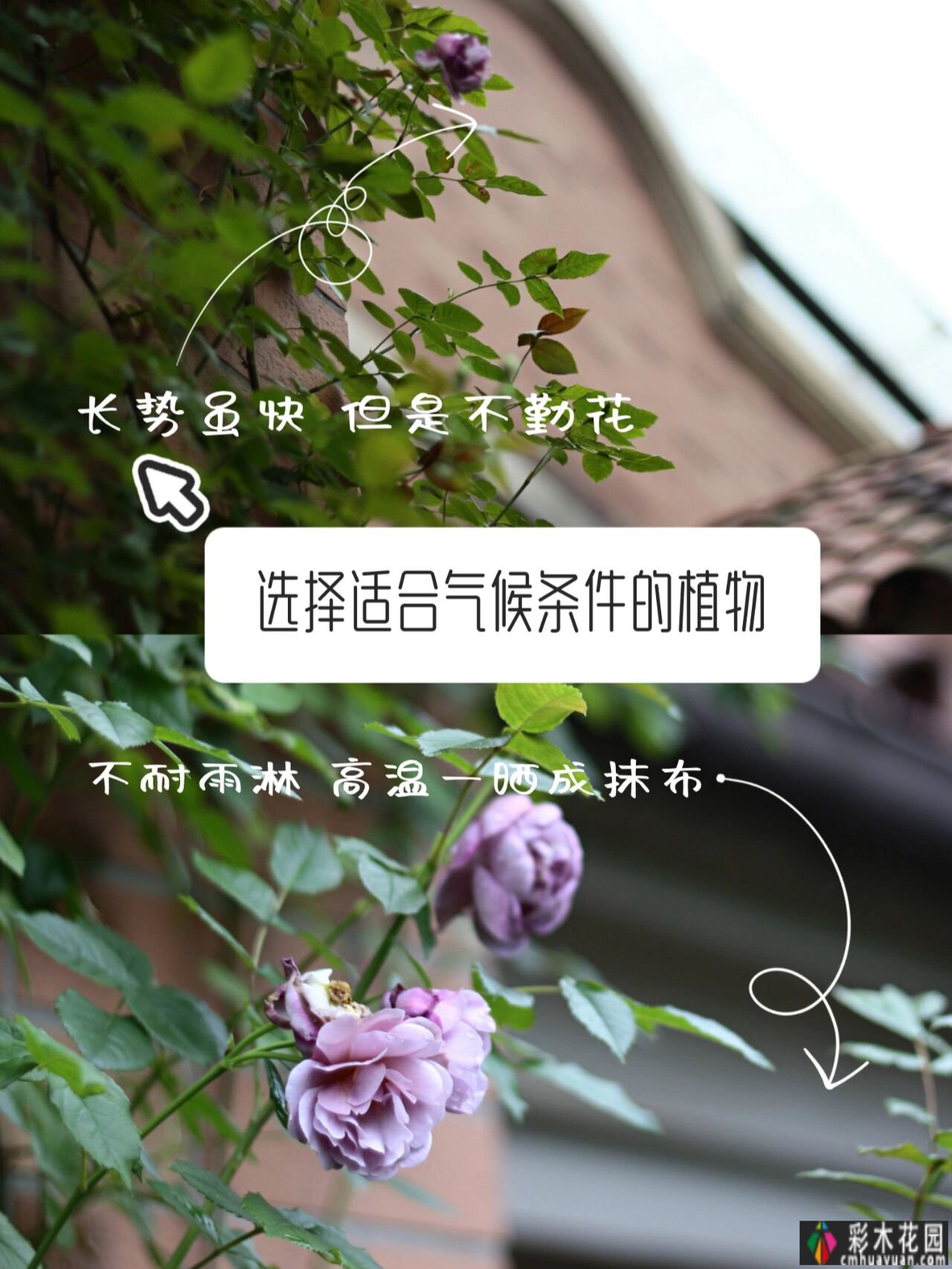 小面积花园 how 设计？Private 花园装饰避坑指南，看完玩得开心。