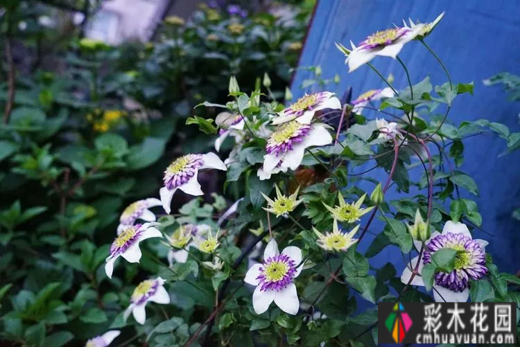 80㎡的露台“made 花园”住在自己亲手做的花园里，每天都像过节一样。