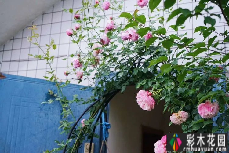 80㎡的露台“made 花园”住在自己亲手做的花园里，每天都像过节一样。