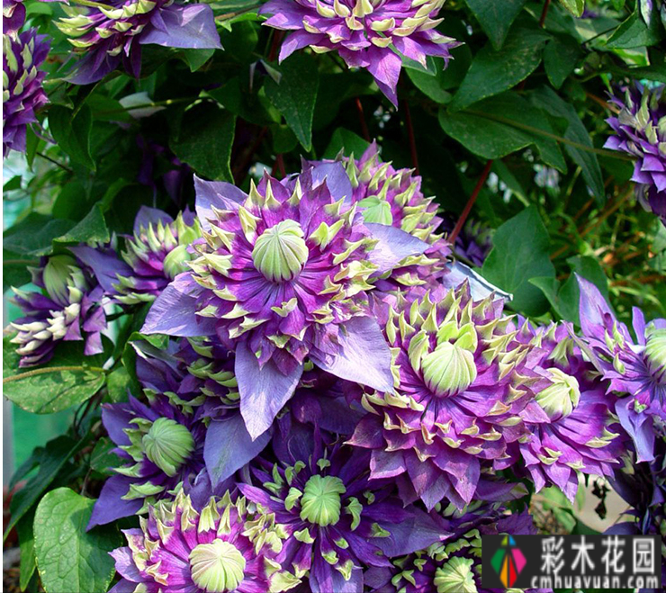 80㎡的露台“made 花园”住在自己亲手做的花园里，每天都像过节一样。