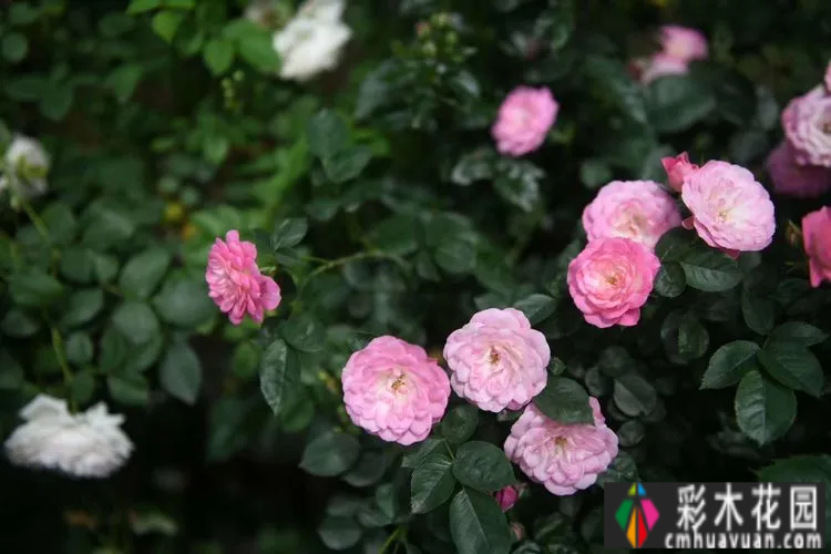 80㎡的露台“made 花园”住在自己亲手做的花园里，每天都像过节一样。
