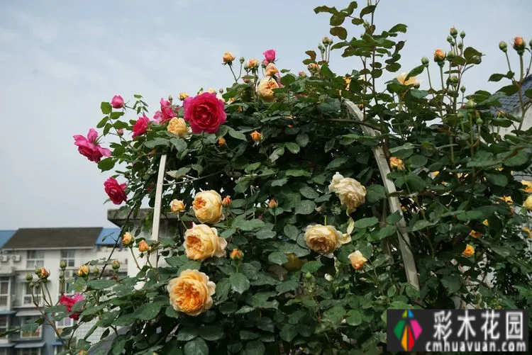 80㎡的露台“made 花园”住在自己亲手做的花园里，每天都像过节一样。
