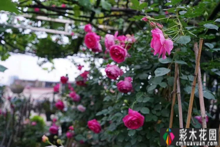 80㎡的露台“made 花园”住在自己亲手做的花园里，每天都像过节一样。