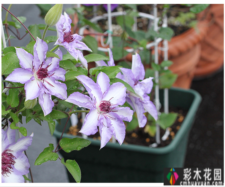 80㎡的露台“made 花园”住在自己亲手做的花园里，每天都像过节一样。