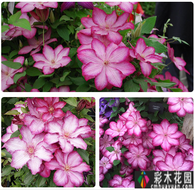 80㎡的露台“made 花园”住在自己亲手做的花园里，每天都像过节一样。