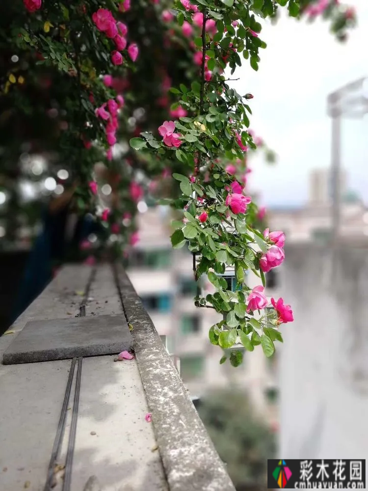 80㎡的露台“made 花园”住在自己亲手做的花园里，每天都像过节一样。