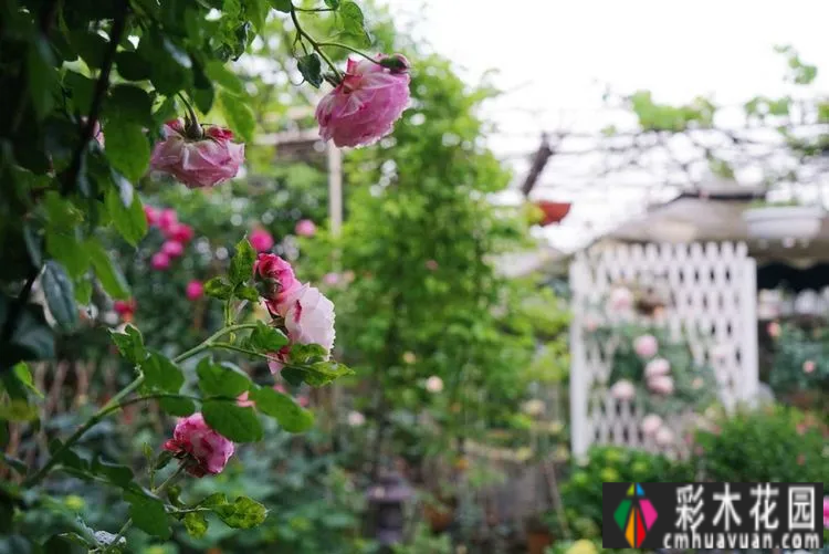 80㎡的露台“made 花园”住在自己亲手做的花园里，每天都像过节一样。