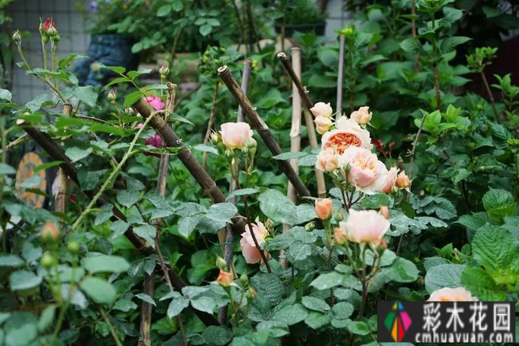 80㎡的露台“made 花园”住在自己亲手做的花园里，每天都像过节一样。