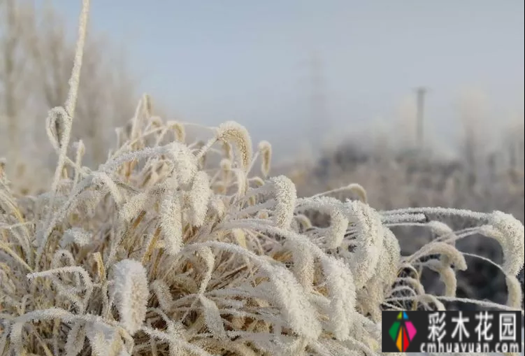 六年前，我买了一楼，有40㎡的院子，在一个钢筋水泥的城市建了自己的花园。