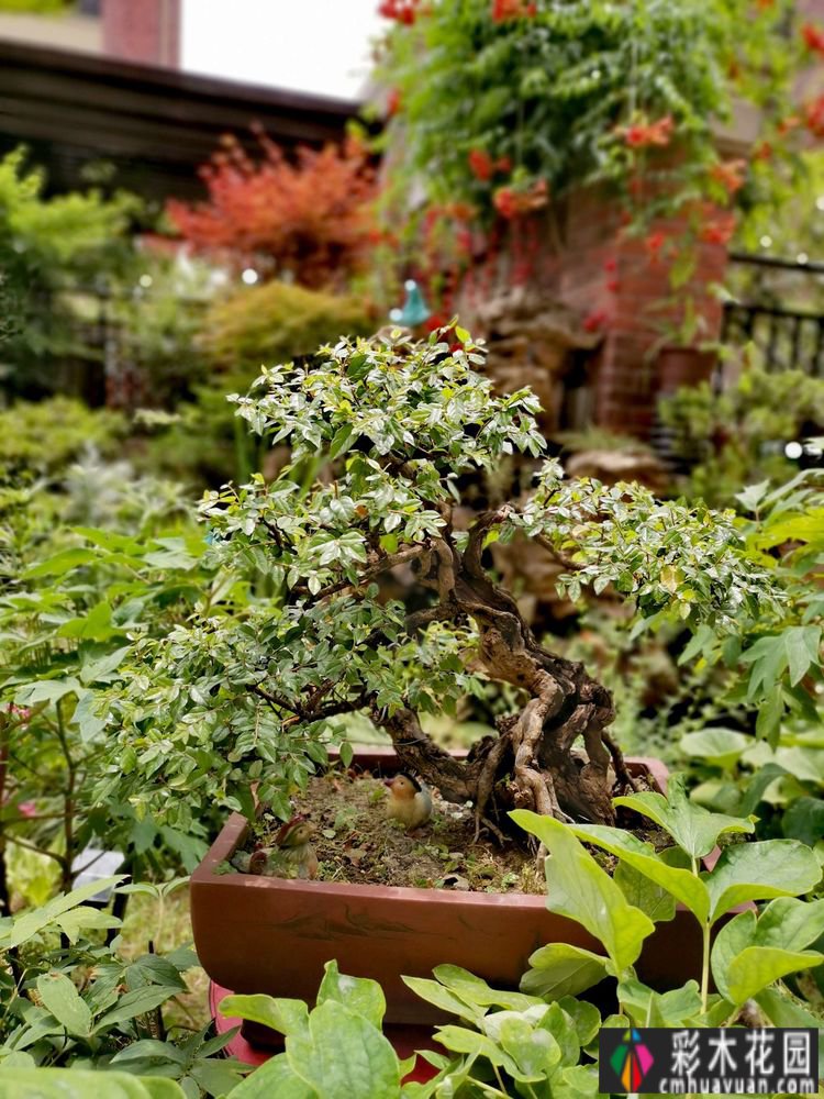 三年匠心打造，一楼90㎡ 庭院 花园，现代与古典交融，美得醉人。