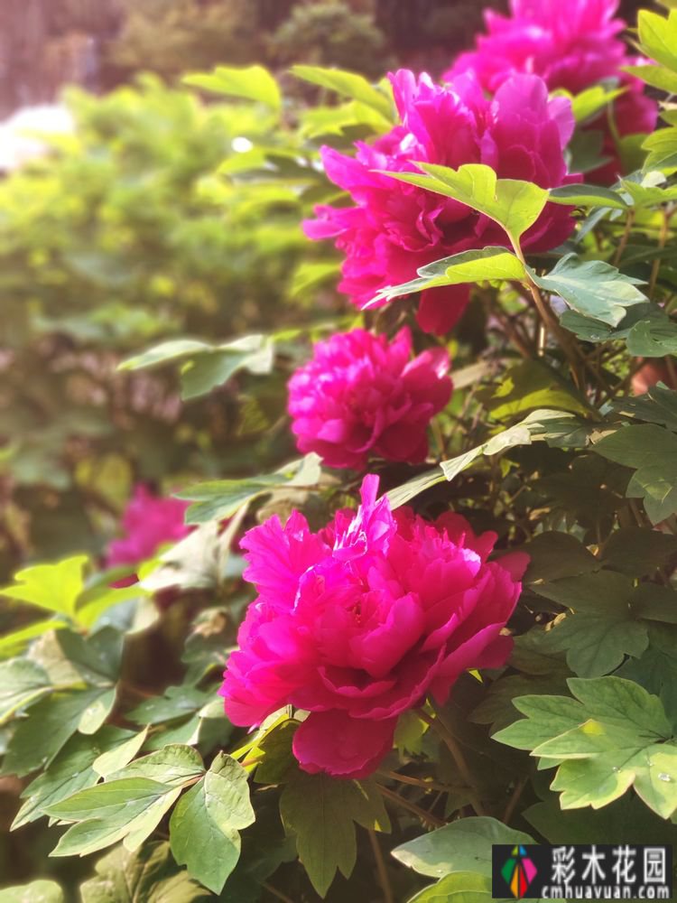 三年匠心打造，一楼90㎡ 庭院 花园，现代与古典交融，美得醉人。