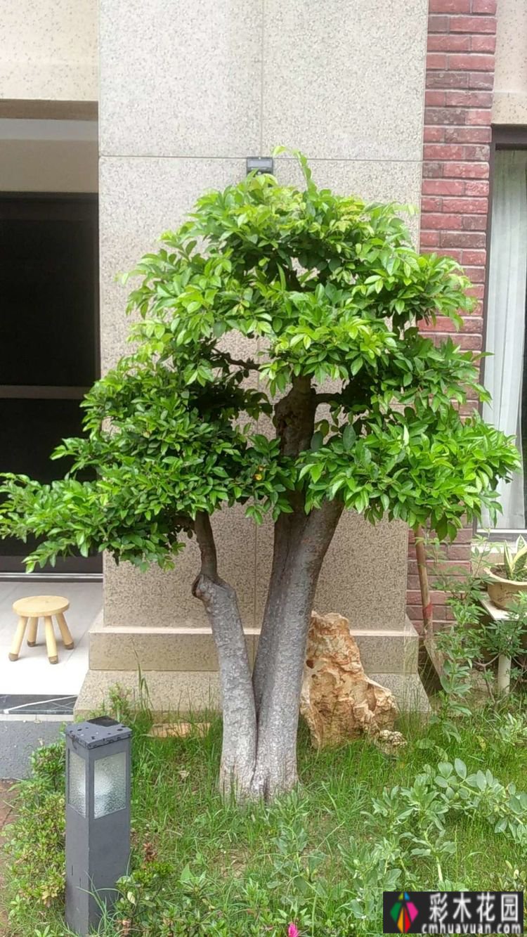三年匠心打造，一楼90㎡ 庭院 花园，现代与古典交融，美得醉人。