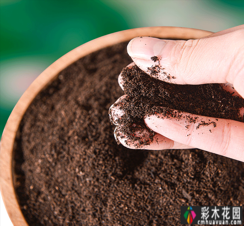 六楼楼顶，28m2露台的DIY楼花园，没有大院子，楼顶种花也很香。