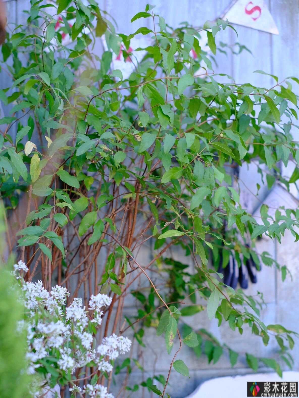 六楼楼顶，28m2露台的DIY楼花园，没有大院子，楼顶种花也很香。