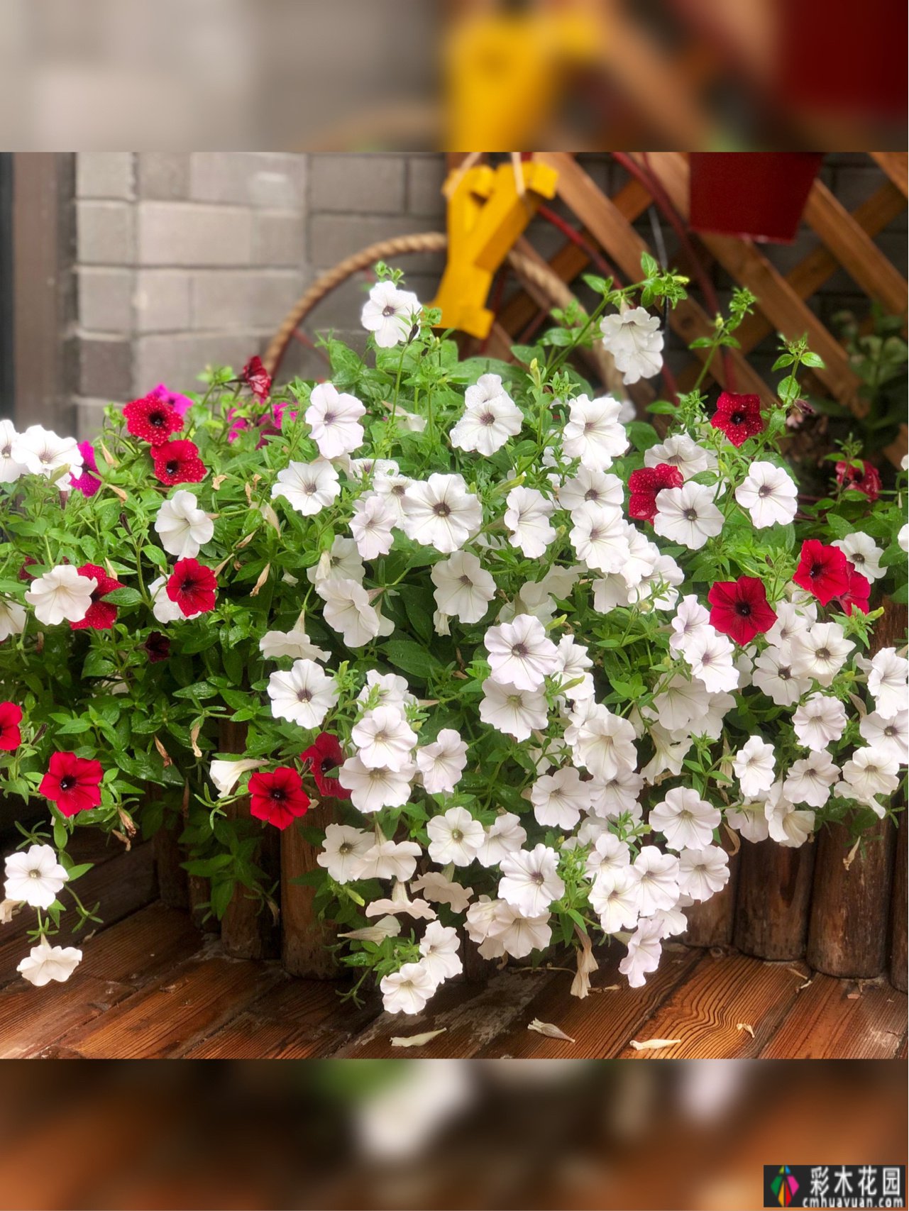 DIY改造了25㎡的露台，做小了花园，在城市屋顶过上了田园生活。