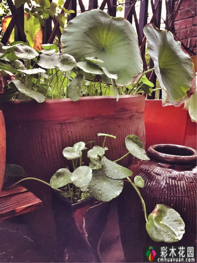 一楼37㎡ 花园装修，繁华都市每天都有花草，好惬意。