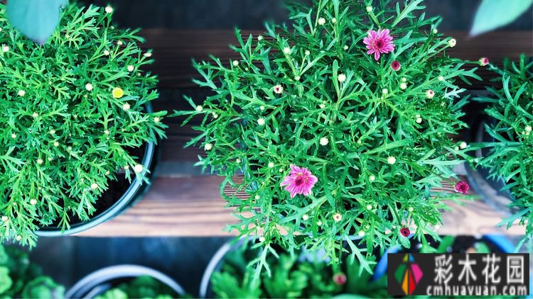 一楼37㎡ 花园装修，繁华都市每天都有花草，好惬意。