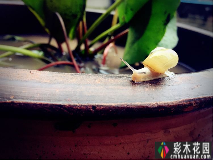 一楼37㎡ 花园装修，繁华都市每天都有花草，好惬意。