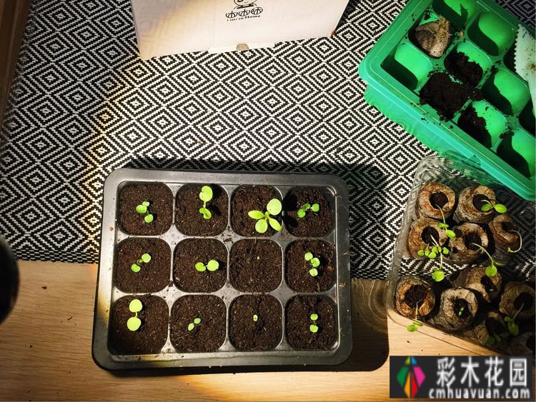 一楼37㎡ 花园装修，繁华都市每天都有花草，好惬意。