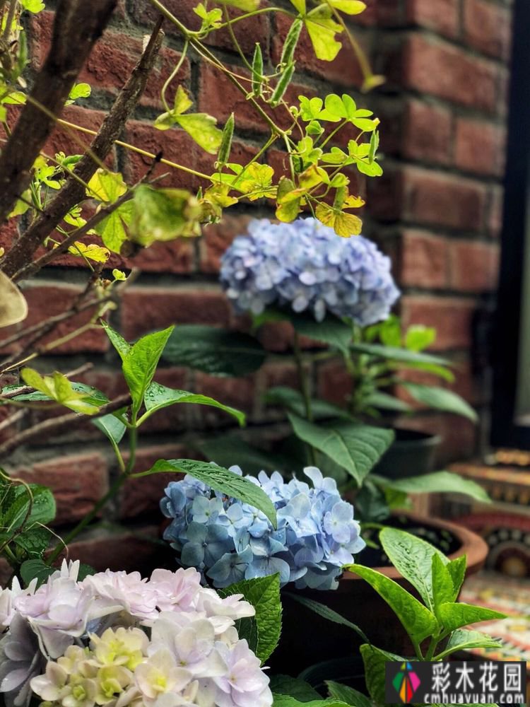 一楼37㎡ 花园装修，繁华都市每天都有花草，好惬意。