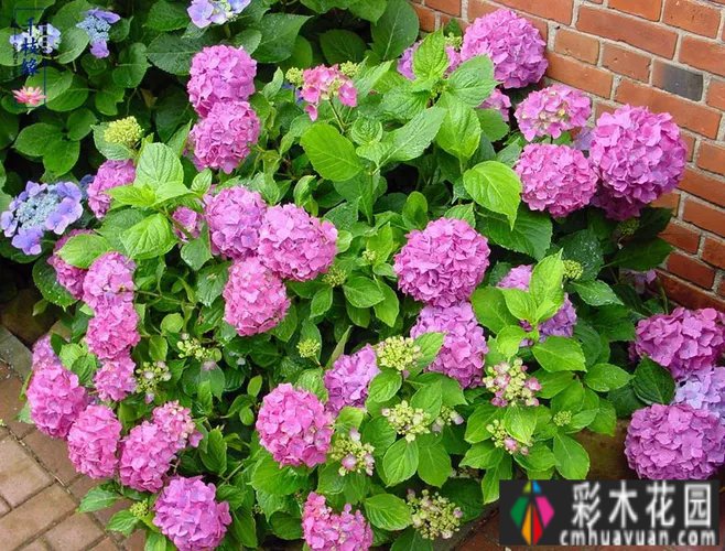 为了种花，买了一套200㎡ 庭院。经过三年的折腾，美女现在是人间仙境。