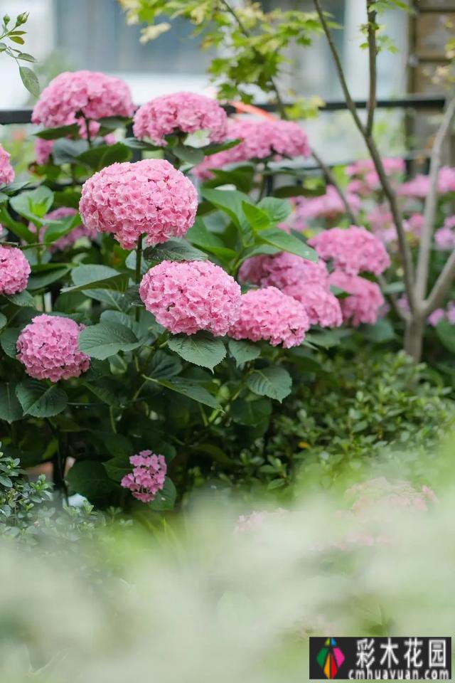 为了种花，买了一套200㎡ 庭院。经过三年的折腾，美女现在是人间仙境。