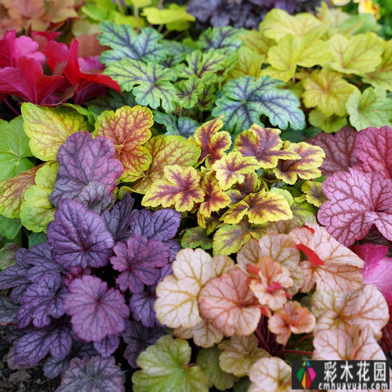 为了种花，买了一套200㎡ 庭院。经过三年的折腾，美女现在是人间仙境。