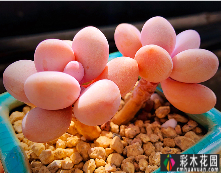 对于这个30㎡的院子，我选择了一楼的房子，DIY做了一个秘籍花园，太美了。