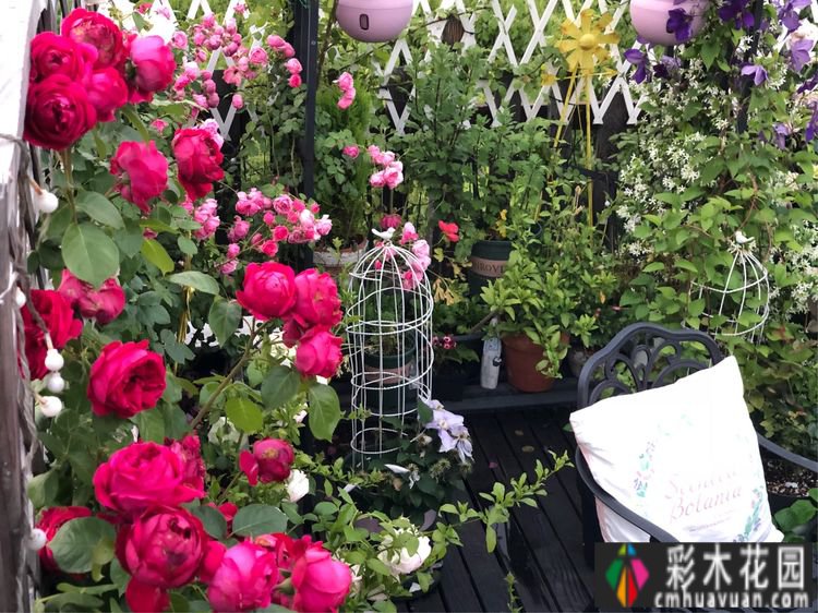 改造16㎡屋顶露台花了一年多时间，废弃的屋顶变成了“空中小花园”