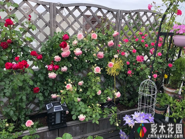 改造16㎡屋顶露台花了一年多时间，废弃的屋顶变成了“空中小花园”