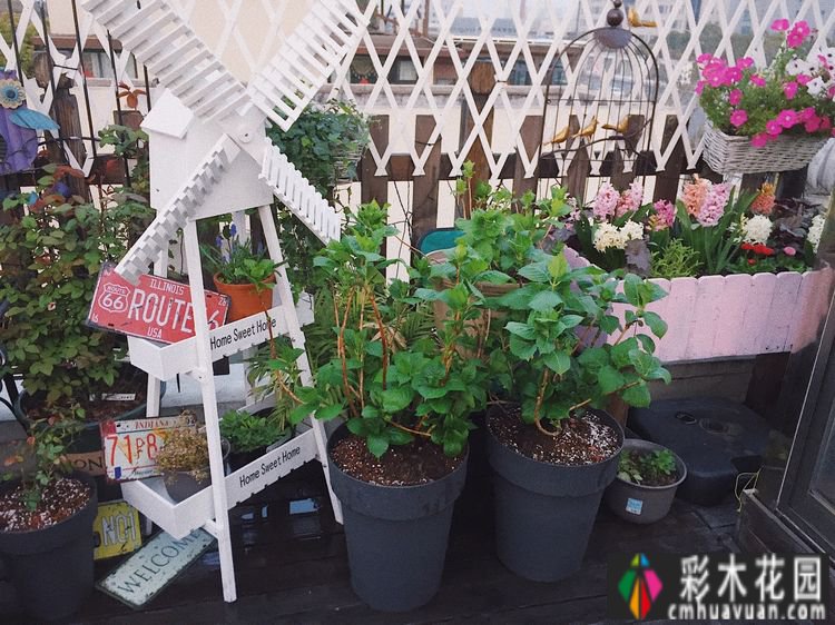 改造16㎡屋顶露台花了一年多时间，废弃的屋顶变成了“空中小花园”