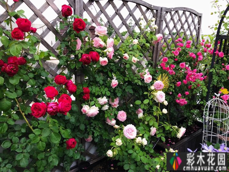 改造16㎡屋顶露台花了一年多时间，废弃的屋顶变成了“空中小花园”