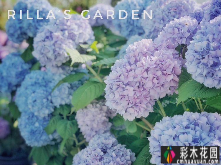 改造16㎡屋顶露台花了一年多时间，废弃的屋顶变成了“空中小花园”