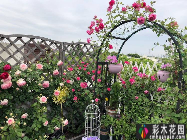 改造16㎡屋顶露台花了一年多时间，废弃的屋顶变成了“空中小花园”