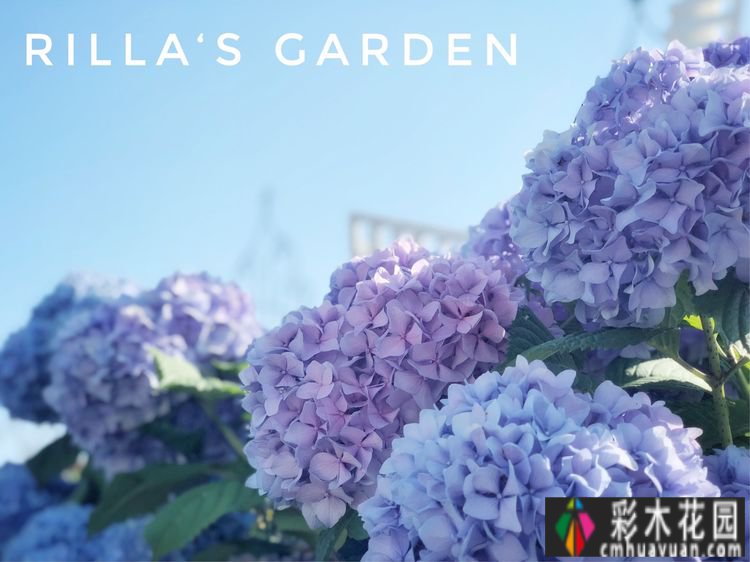 改造16㎡屋顶露台花了一年多时间，废弃的屋顶变成了“空中小花园”