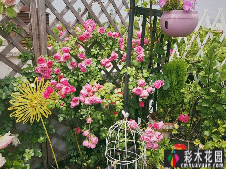 改造16㎡屋顶露台花了一年多时间，废弃的屋顶变成了“空中小花园”