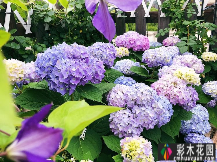 改造16㎡屋顶露台花了一年多时间，废弃的屋顶变成了“空中小花园”