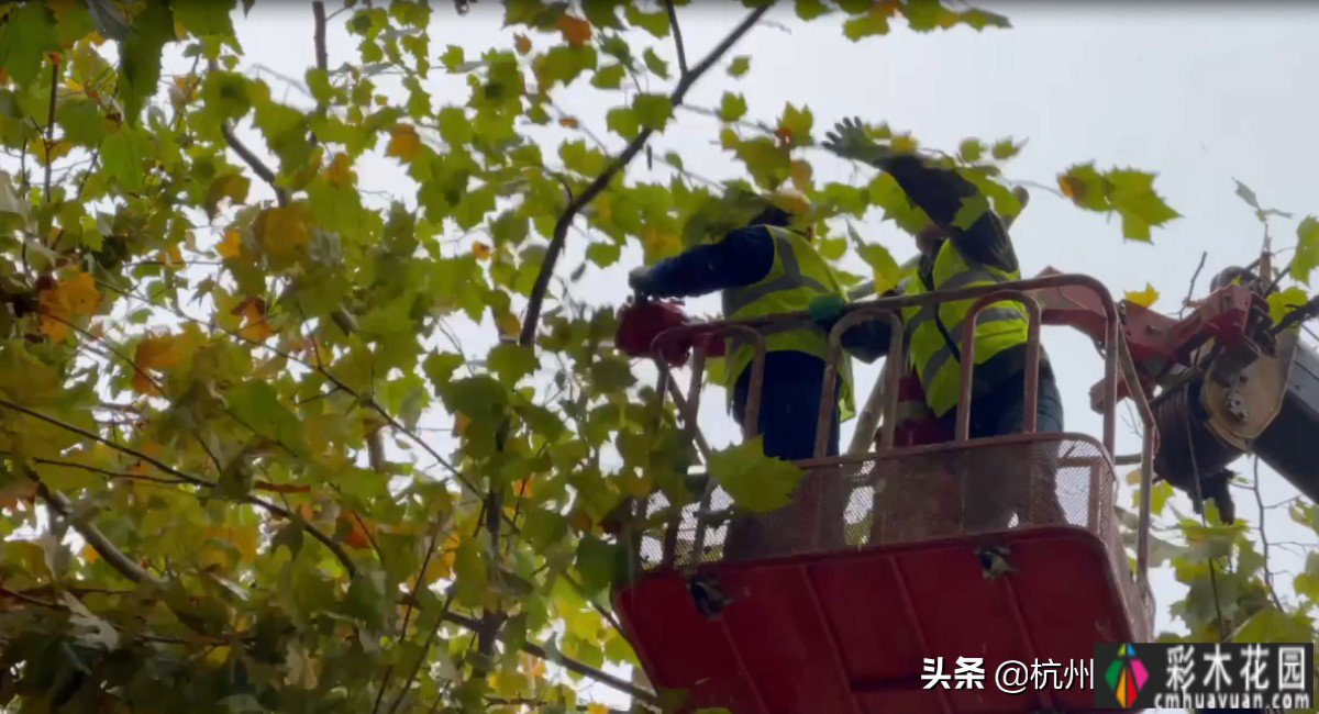 修剪大树|如果常年不修剪大树，有四大危害。你看怪不怪