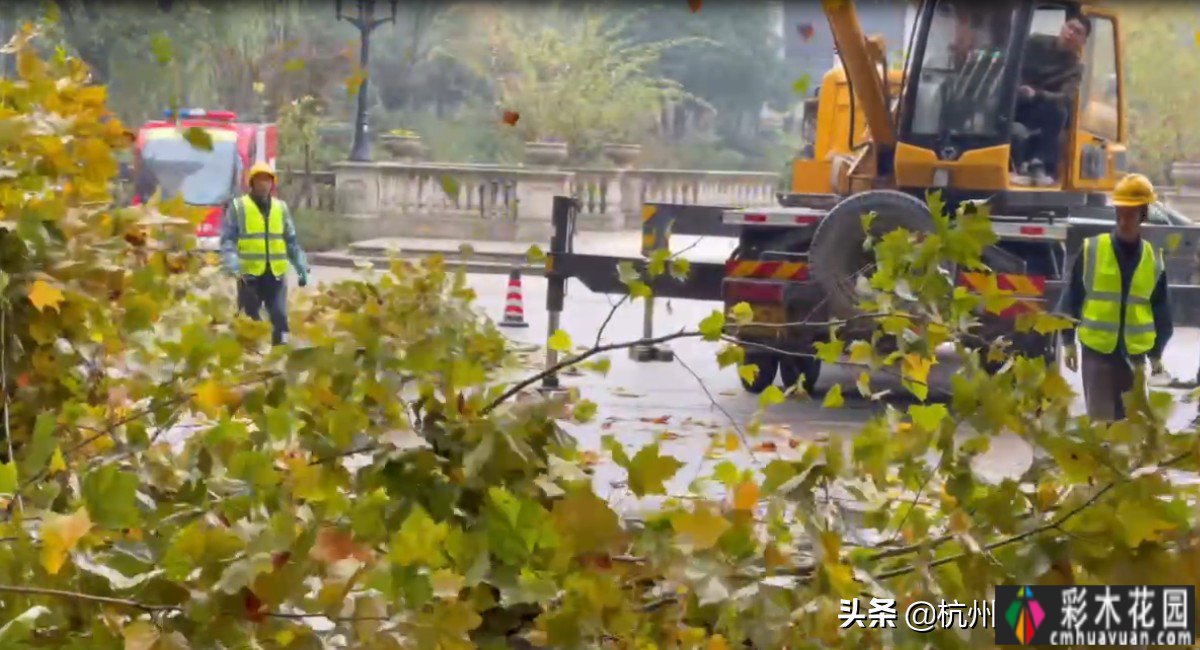 修剪大树|如果常年不修剪大树，有四大危害。你看怪不怪