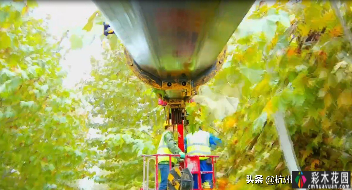 修剪大树|如果常年不修剪大树，有四大危害。你看怪不怪